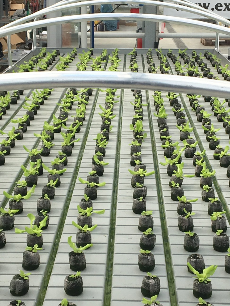 Anzuchttöpfe im Dachgewächshaus