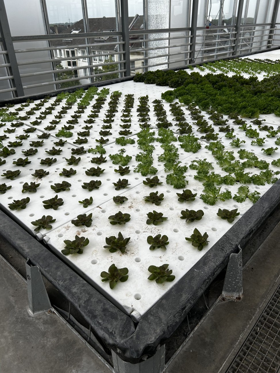 Keimlinge im Dachgewächshaus