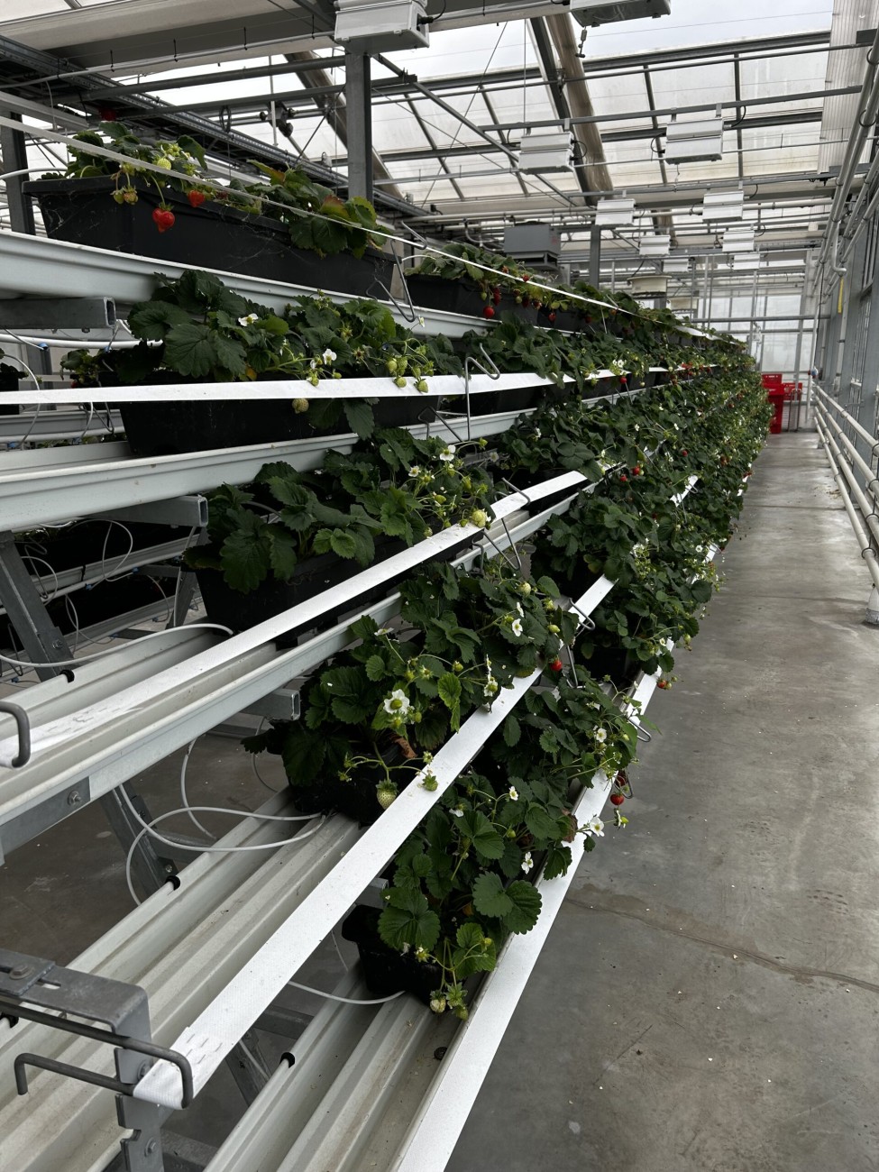 Erdbeeren im Regal im Dachgewächshaus 2