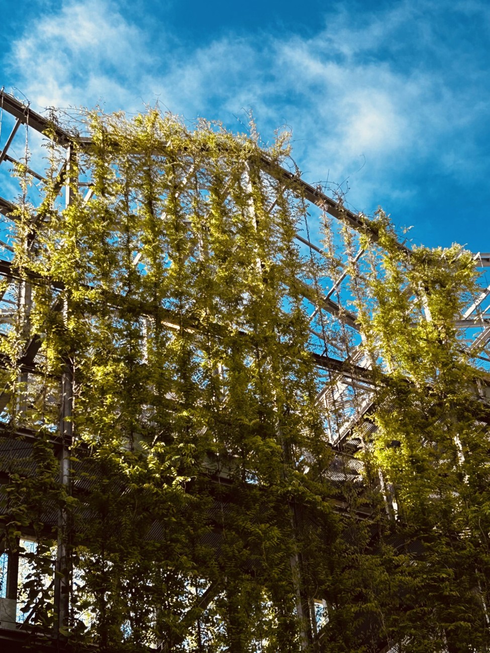 Dachgewächshaus Außenansicht, Grünfassade