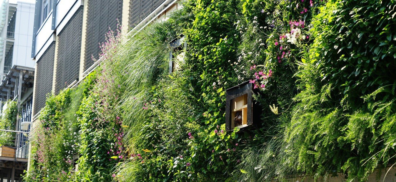 Die Wilde Klimawand, eine biodiversitätsfördernde Fassadenbegrünung als Lösungsbaustein einer nachhaltigen Stadtgestaltung